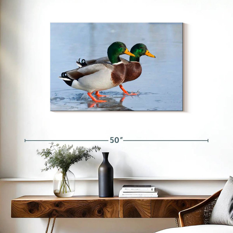 Duo canard colvert Brampt, H 24 po x l 36 po