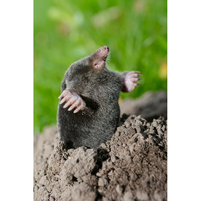 " Mole ", 36" H x 24" W  