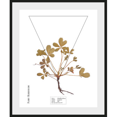 Plant - Single Picture Frame Print
