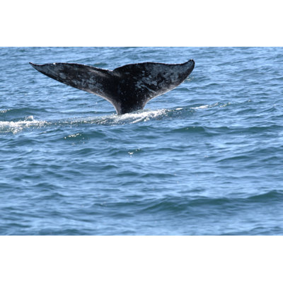 Gray whale diving