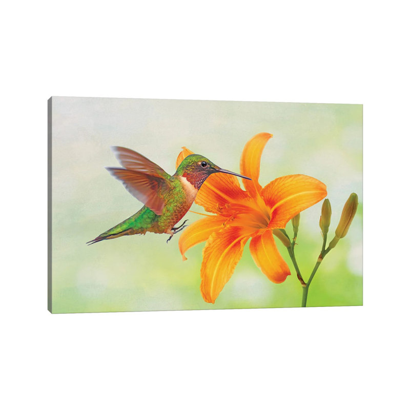 Hummingbird And Orange Day Lily by Laura D Young - Gallery-Wrapped Canvas Giclée on Canvas, Wrapped Canvas