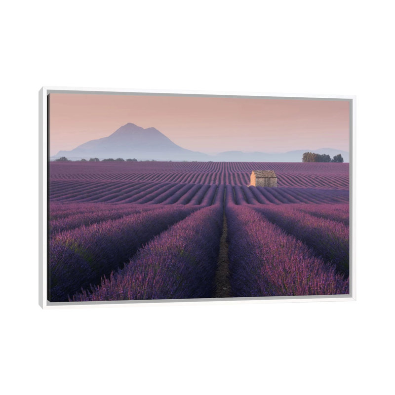 Lavender Fields Of Provence III by Daniel Kordan - Print on Canvas, White Framed, 101.6 cm H x 66.04 cm W