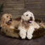 Cub Polyester Pet Bed-831706478