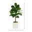 3.5' Fiddle Leaf Fig Tree-636218494