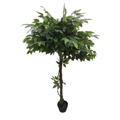 Arbre de ficus en pot pour le plancher banyan