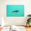 Crowle, requin baleine La Paz