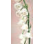 Fleurs de muguet - décoration de chambre rose
