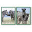 Affection africaine - reproduction encadrée de qualité supérieure - prête à être accrochée - aucun clou requis - aucun clou requis-108016876-108016881