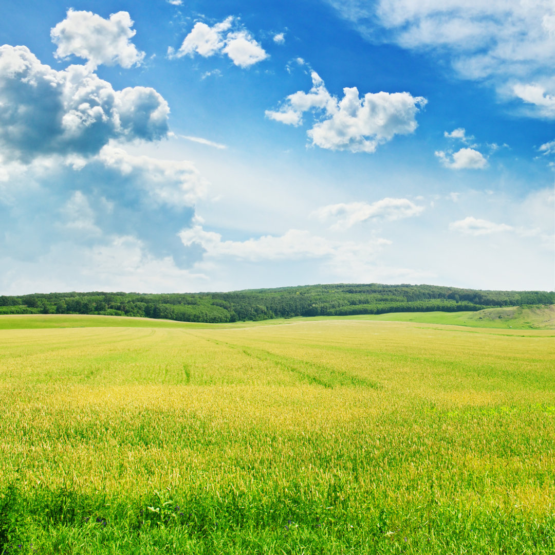 Feld und Himmel von Alinamd - Wrapped Canvas Photograph