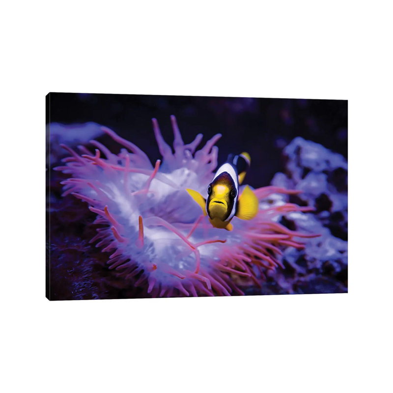 Madagascar Anemone by Karen Burke - Wrapped Canvas Print, 20.32 cm H x 30.48 cm W