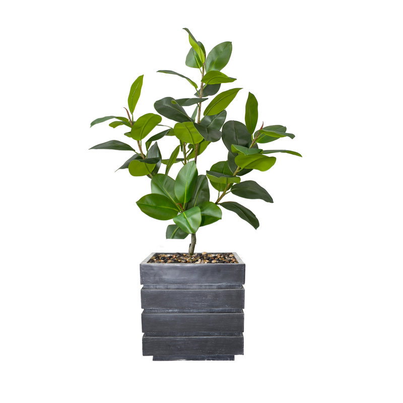 60 plantes à caoutchouc, Brun