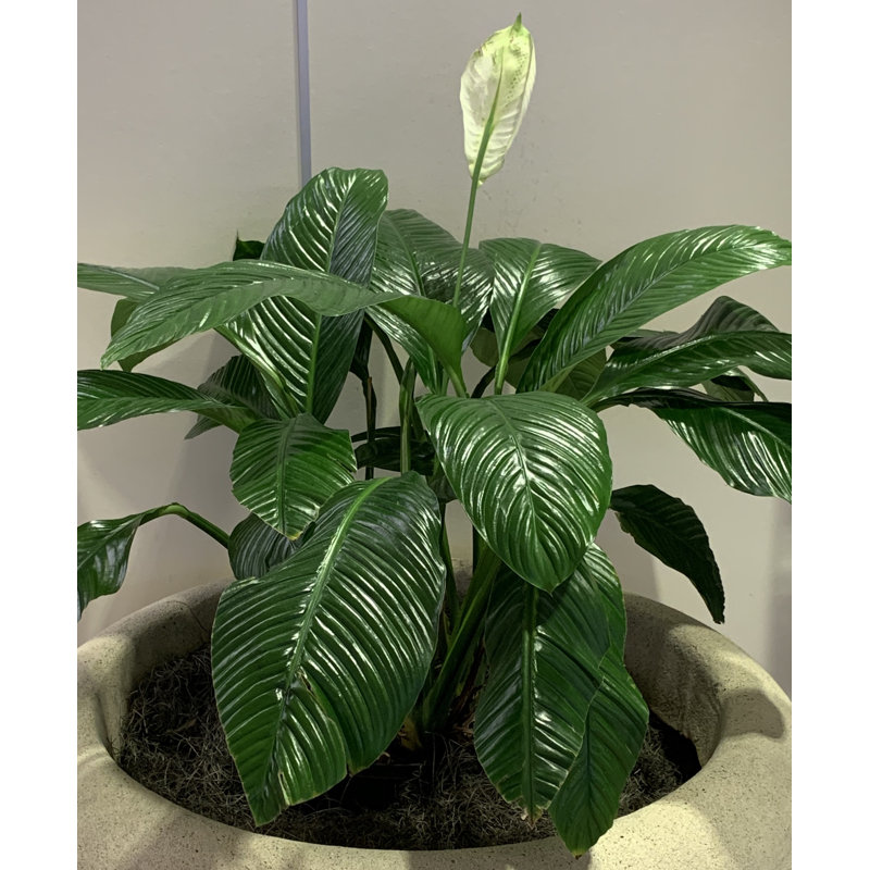 25'' Peace Lily Plant in Pot