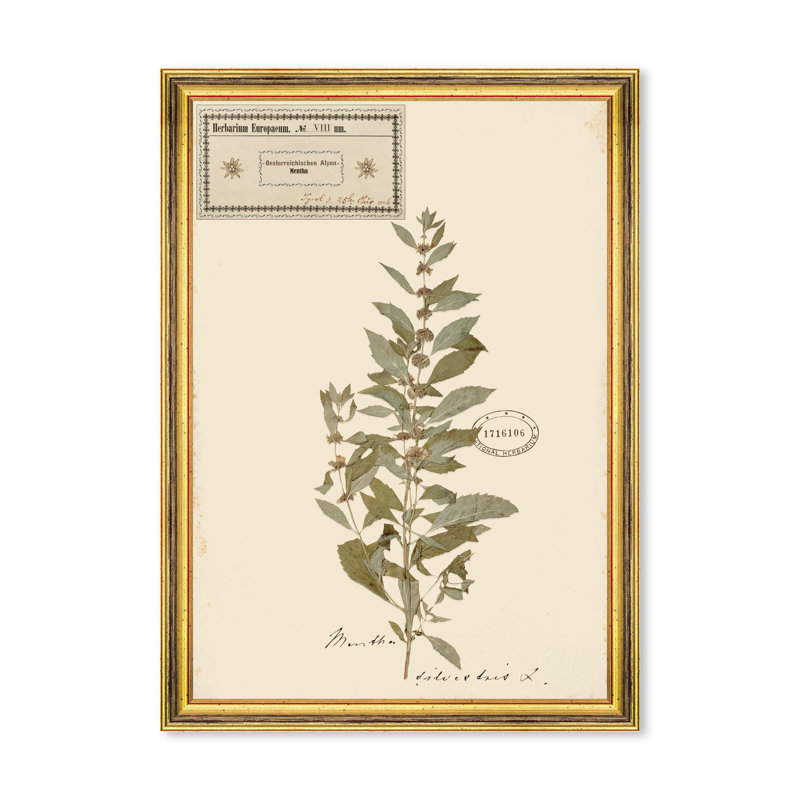 HERBARIUM ALPINIUM VIII