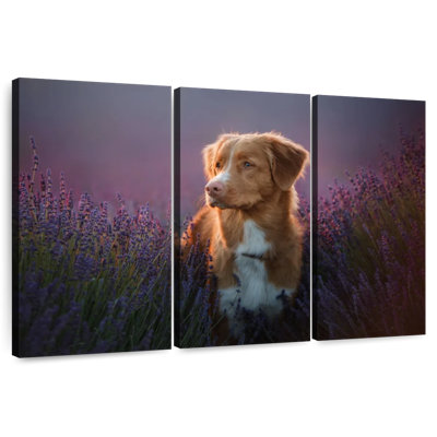 Golden Retriever In Lavender Field