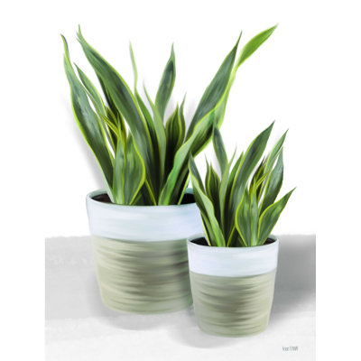 " Snake Plant II " by House Fenway
