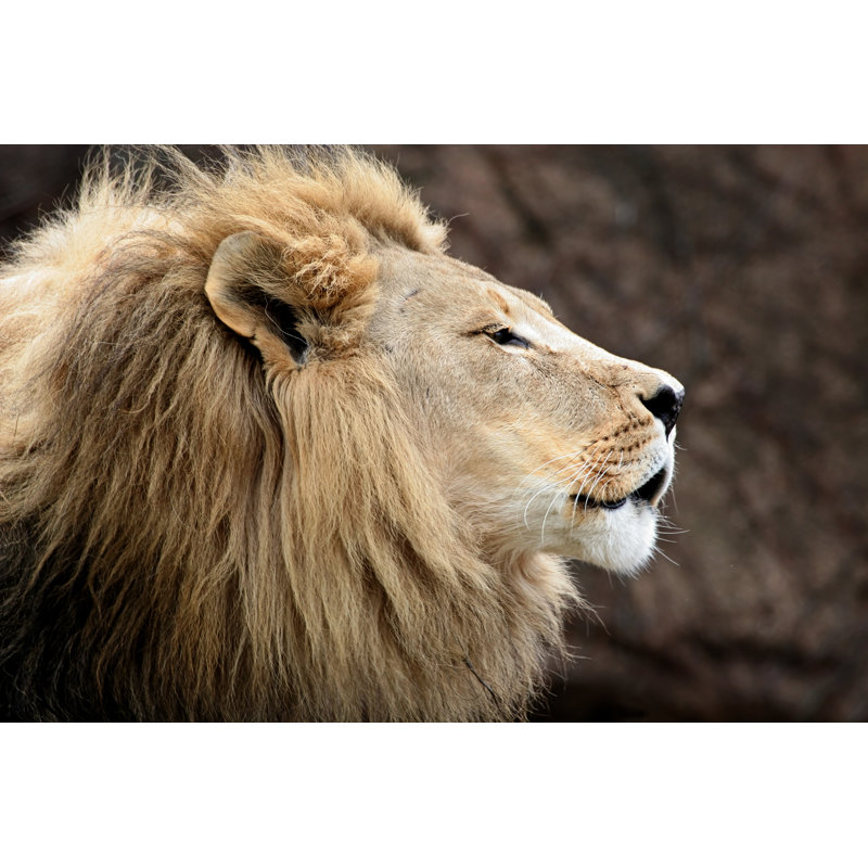 Lion Head by Stevegeer - Wrapped Canvas Print, 81cm H x 122cm W