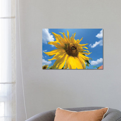 Common Sunflower With Blue Sky And Clouds I by Konrad Wothe - Wrapped Canvas Print