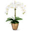 Rowan Orchid Arrangement in Gold Planter-318355483