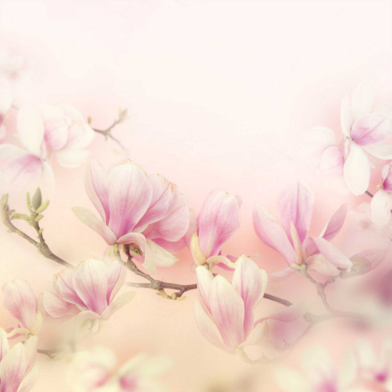 «Beautiful Magnolia», impression sur toile tendue, H 36 po x l 36 po
