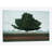 " Majestic " by Robert Charon-30008532-72436424-72436430