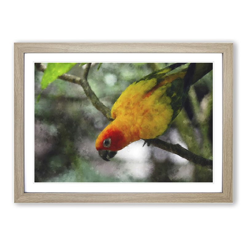 Parrot - Framed Print, Oak Framed, 27cm H x 36cm W x 2cm D