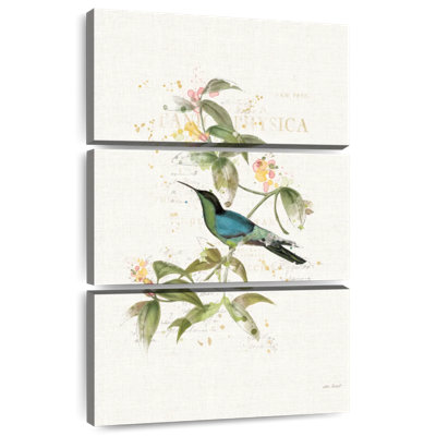 Colibris colorés Brampt IV
