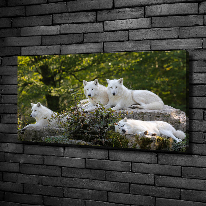 White Wolves Rock - No Frame Print on Canvas, No Frame, 50cm H x 100cm W