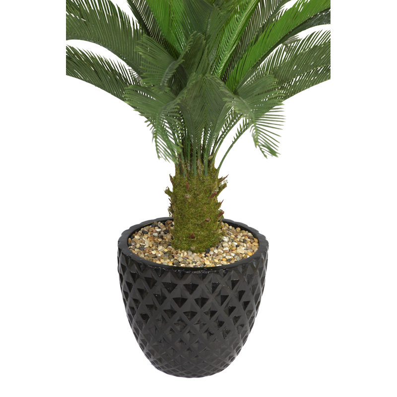 Palmier Cycas Panama, Noir