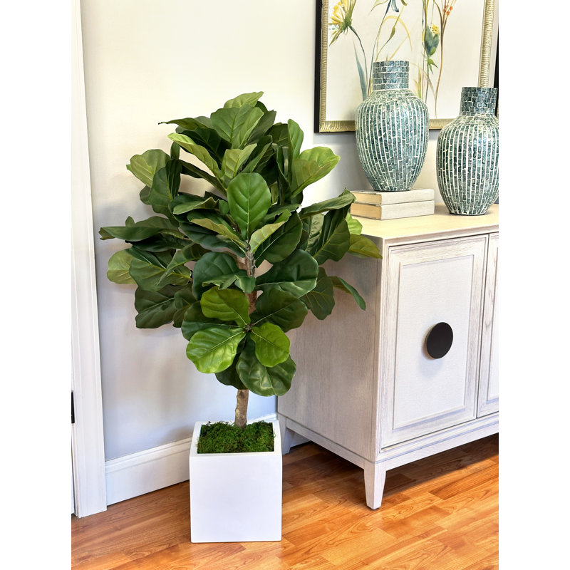 3.5' Fiddle Leaf Fig Tree, 42'' H x 24'' W x 24'' D