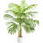 Palm Tree With 13 Trunks And Real Bark Design