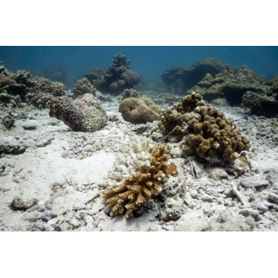 Coral Bleaching by Placebo365