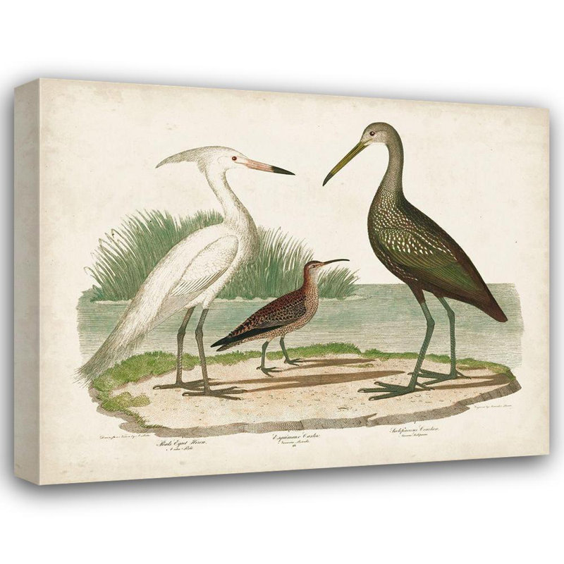 «Red Barrel Studio® Wilson, Alexander Gallery, art sur toile tendue: Waterbird Trio I, H 15 po x l 18 po