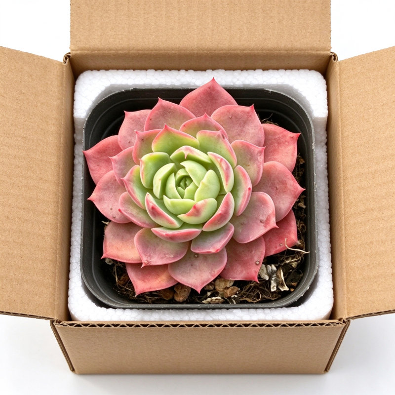 MistFoliage Meng Lu Succulent - Live Potted Echeveria Succulent, Rosette Pink-Green Leaves, Indoor Plant