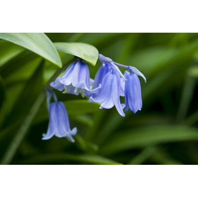 Bluebells par Andrew Linscott