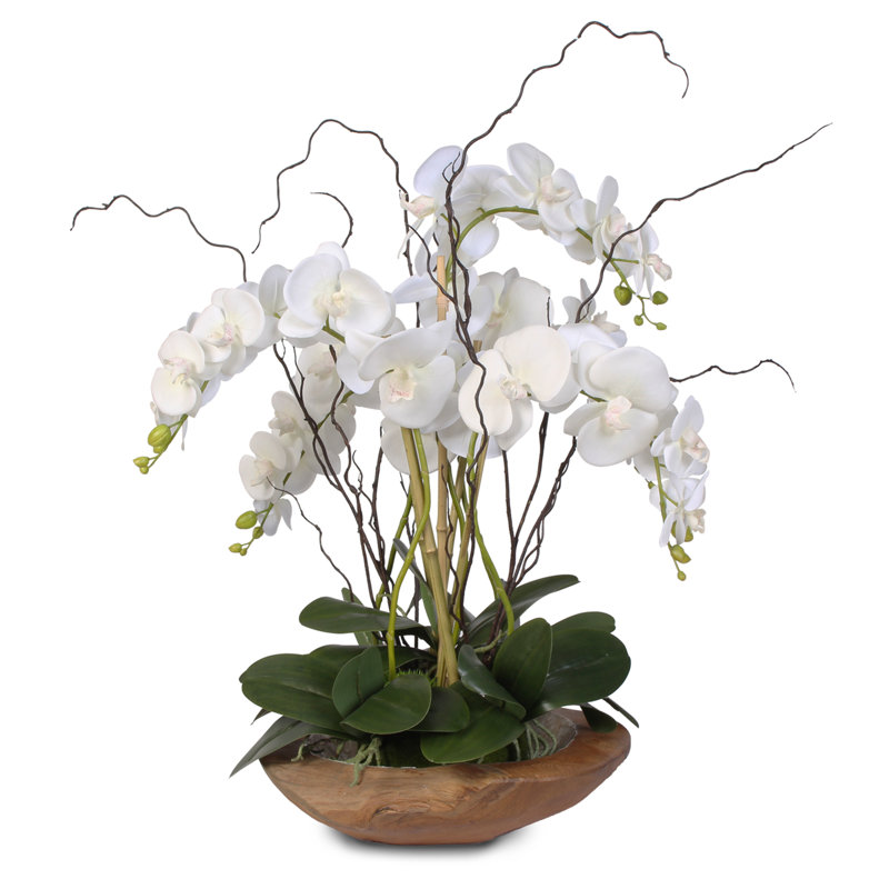 Orchid Arrangement