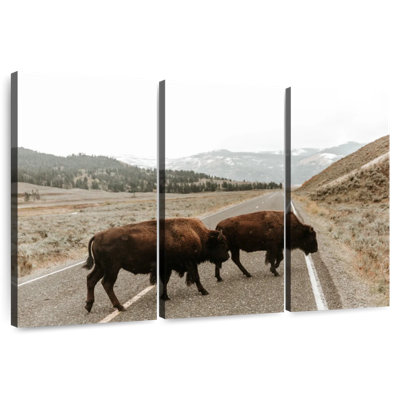 Bison Brampt dans la vallée de Lamar