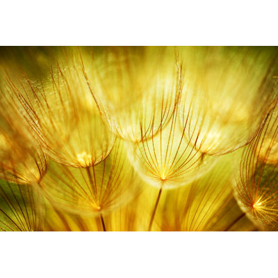 " Soft Dandelion Flowers "