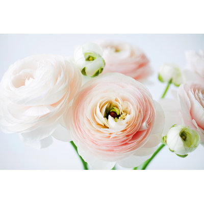 " Bouquet Of Ranunculus "