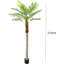 7.87cm Plant