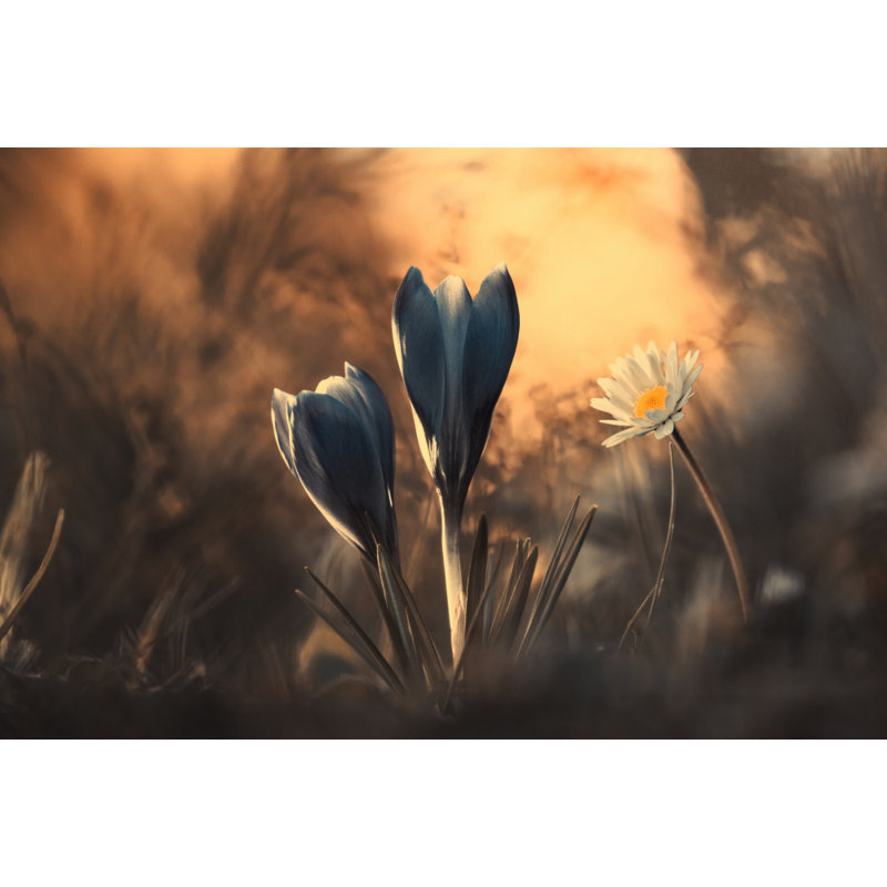 Wrapped Canvas Print, 50.8cm H x 76.2cm W