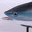 Mackerel Tuna Fish on Base Statue