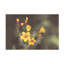 Art mural sur toile «Bachelor Nathan Larson II»-101100013