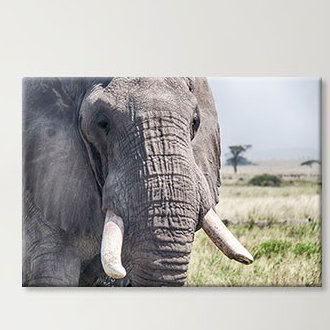 Print on Canvas, 100cm H x 150cm W