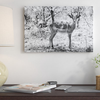 « isard south africa series », reproduction de photo sur toile tendue