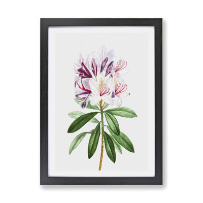 Pink Rhododendron Flowers by Pierre-Joseph Redoute - Framed Print