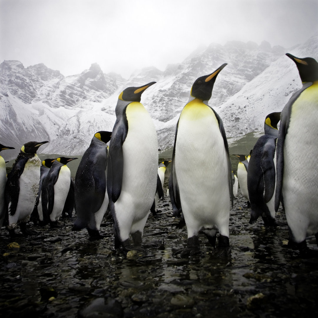 Pinguine am felsigen Strand