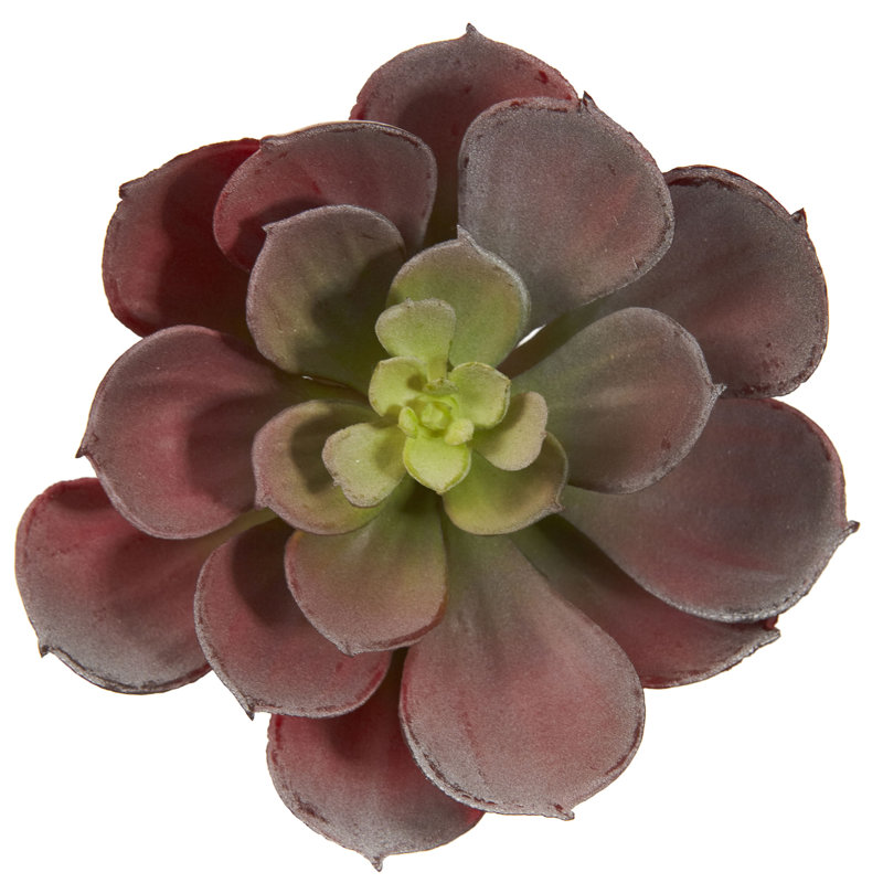 Ensemble de 12 plantes succulentes artificielles Echeveria, H 5 po x l 4 po x P 6 po, Bourgogne
