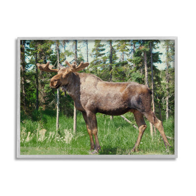 " Moose Forest Grove Woodland Landscape "