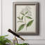 Collection Antique Botanical - reproduction d'art sur toile-116354872