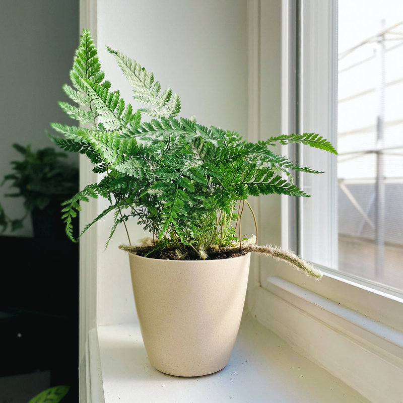 Live Rabbit's Foot Fern Plant